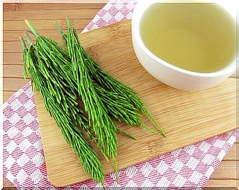 Horsetail Infusion