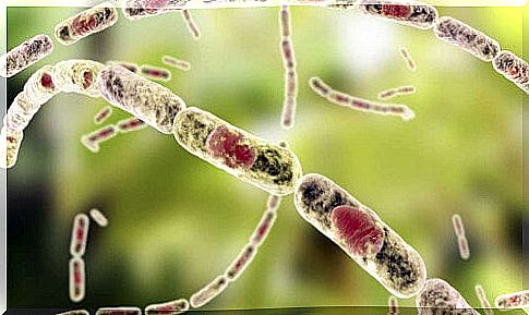 New pathogen discovered in Africa causes anthrax-like disease