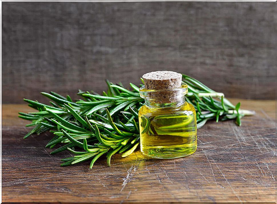 Rosemary oil to combat hair loss