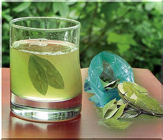 avocado-leaves-tea