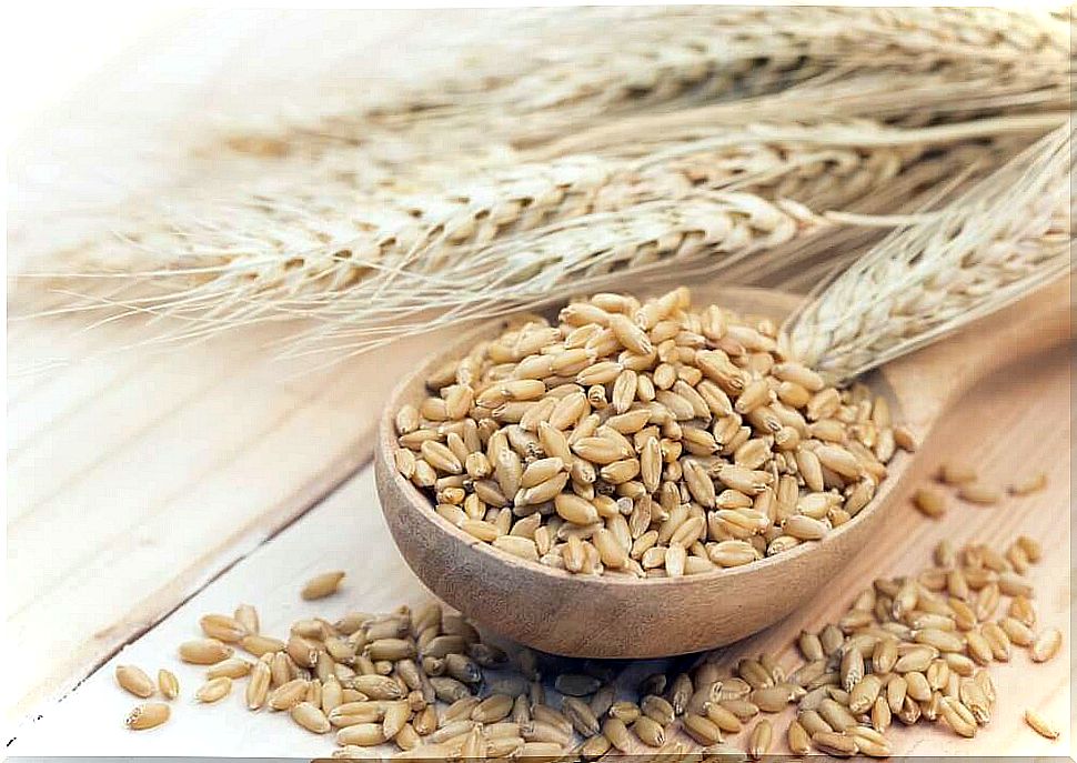 Barley for brewing beer.