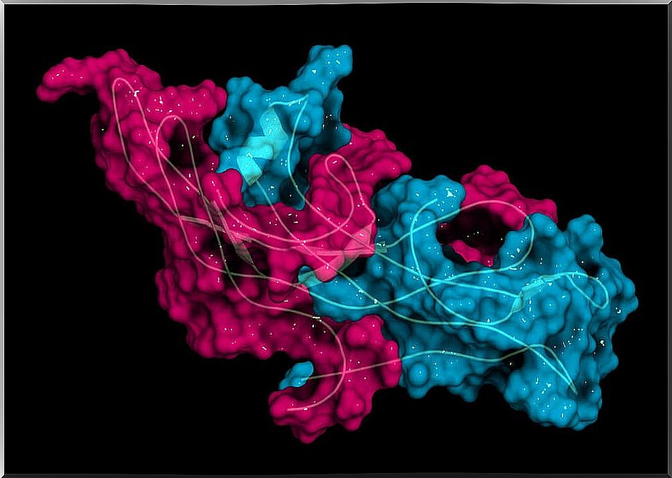 Structure of hCG