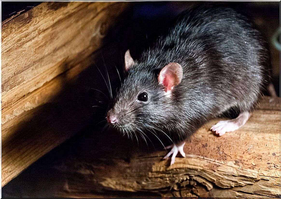 Rat that transmits diseases.