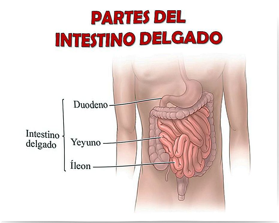 parts of the small intestine
