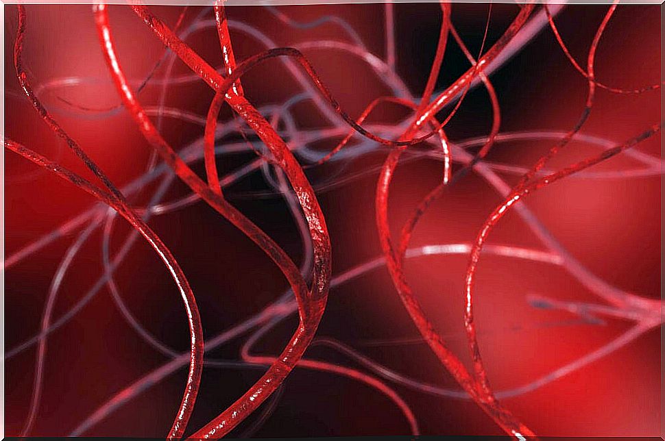 3D image of blood vessels.